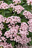 PENTAS LANCEOLATA LAVA ROSE