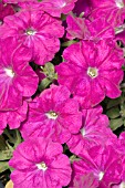 PETUNIA CELEBRITY CARMINE