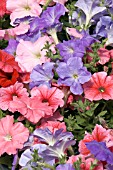 PETUNIA CELEBRITY DESERT SKY MIX