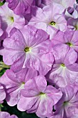 PETUNIA CELEBRITY LILAC