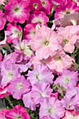 PETUNIA CELEBRITY MORN MIX