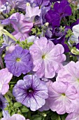 PETUNIA CELEBRITY NIAGRA MIX