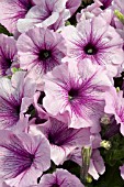 PETUNIA CELEBRITY ORCHID ICE