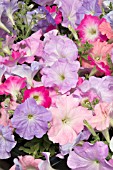 PETUNIA CELEBRITY PASTEL MIX