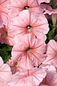 PETUNIA CELEBRITY PEACH ICE