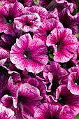 PETUNIA CELEBRITY PLUM ICE