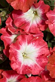 PETUNIA CELEBRITY RED MORN