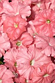 PETUNIA CELEBRITY SALMON
