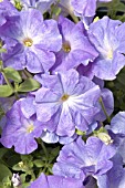 PETUNIA CELEBRITY SKY BLUE