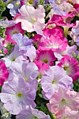 PETUNIA CELEBRITY WATERCOLORS MIX