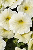 PETUNIA CELEBRITY YELLOW