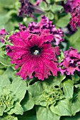 PETUNIA FRILLYTUNIA BURGUNDY