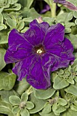 PETUNIA PRISM BLUE