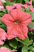 PETUNIA PRISM DEEP CORAL