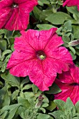 PETUNIA PRISM DEEP ROSE