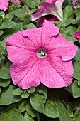 PETUNIA PRISM PINK