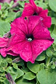 PETUNIA PRISM RUBY