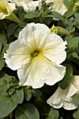PETUNIA PRISM SUNSHINE