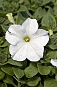 PETUNIA PRISM WHITE