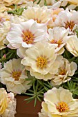 PORTULACA GRANDIFLORA SUNDIAL CREAM