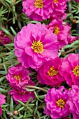 PORTULACA GRANDIFLORA SUNDIAL FUCHSIA