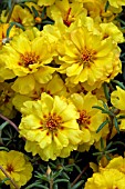 PORTULACA GRANDIFLORA SUNDIAL GOLD