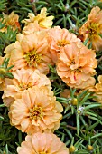 PORTULACA GRANDIFLORA SUNDIAL MANGO