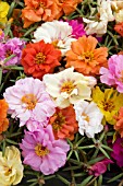 PORTULACA GRANDIFLORA SUNDIAL MIX