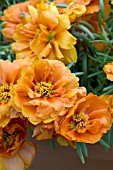 PORTULACA GRANDIFLORA SUNDIAL TANGERINE