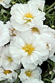 PORTULACA GRANDIFLORA SUNDIAL WHITE