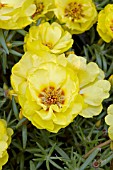 PORTULACA GRANDIFLORA SUNDIAL YELLOW