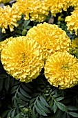 TAGETES ERECTA ATLANTIS YELLOW