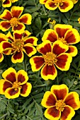 TAGETES PATULA DISCO FLAME