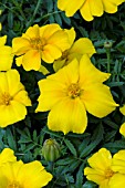 TAGETES PATULA DISCO GOLDEN YELLOW