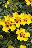 TAGETES PATULA DISCO MARIETTA