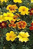 TAGETES PATULA DISCO MIX