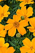 TAGETES PATULA DISCO ORANGE