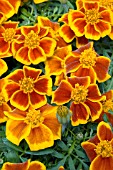 TAGETES PATULA DISCO QUEEN