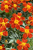 TAGETES PATULA DISCO RED