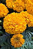 TAGETES PATULA DISCOVERY ORANGE