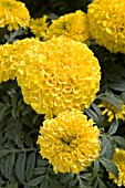 TAGETES PATULA DISCOVERY YELLOW