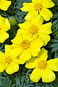 TAGETES PATULA DISCO YELLOW