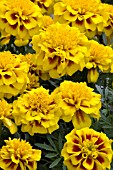 TAGETES PATULA HERO BEE