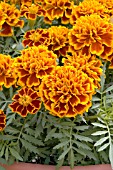 TAGETES PATULA HERO FLAME