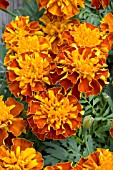 TAGETES PATULA HERO HARMONY