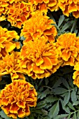 TAGETES PATULA LITTLE HERO FLAME