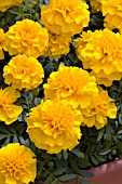 TAGETES PATULA LITTLE HERO GOLD