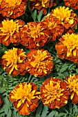 TAGETES PATULA LITTLE HERO HARMONY