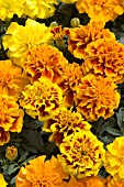 TAGETES PATULA LITTLE HERO MIX