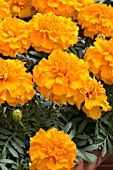 TAGETES PATULA LITTLE HERO ORANGE